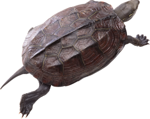 Turtle PNG-24771